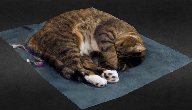 My other cat 3D Model