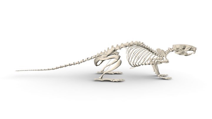Rat Skeleton 3D Model